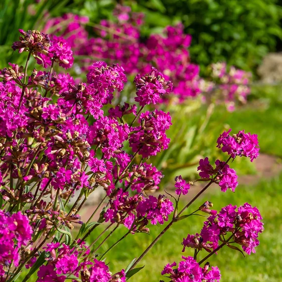Lychnis viscaria 'Splendens' - balkáni enyvesszegfű - CS12