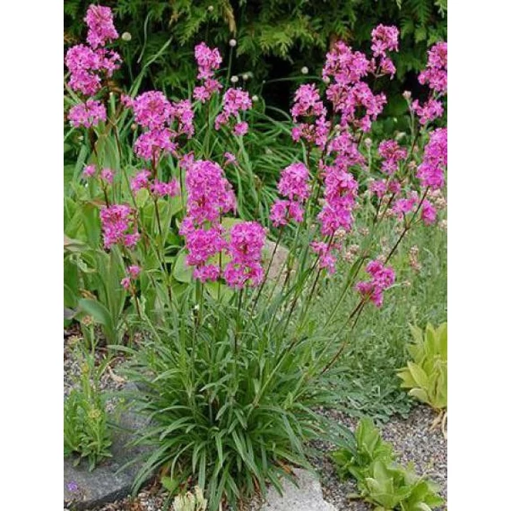 Lychnis viscaria 'Splendens' - balkáni enyvesszegfű - CS12