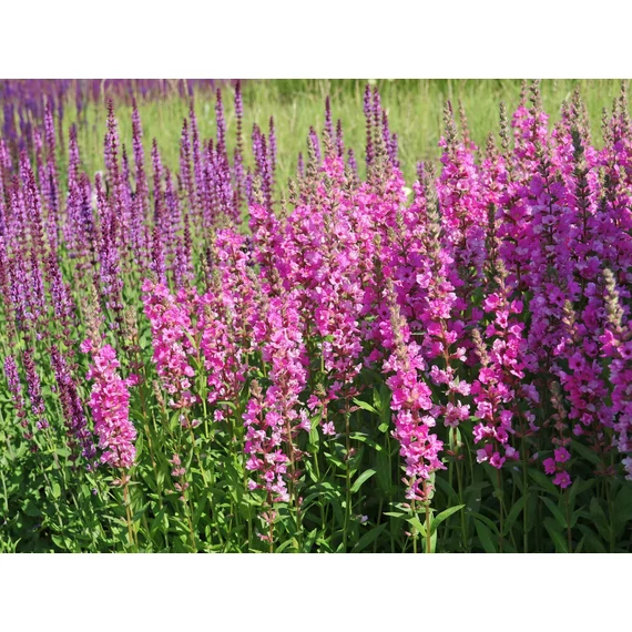 Lythrum salicaria 'Pink Blush' - réti füzény - CS12