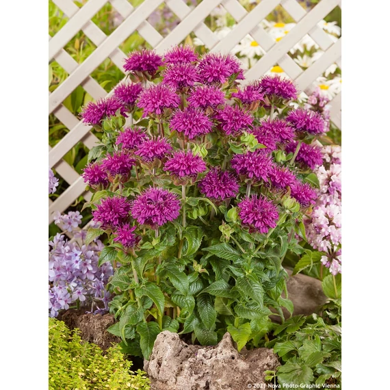 Monarda didyma 'Purple Lace' - méhbalzsam - CS11