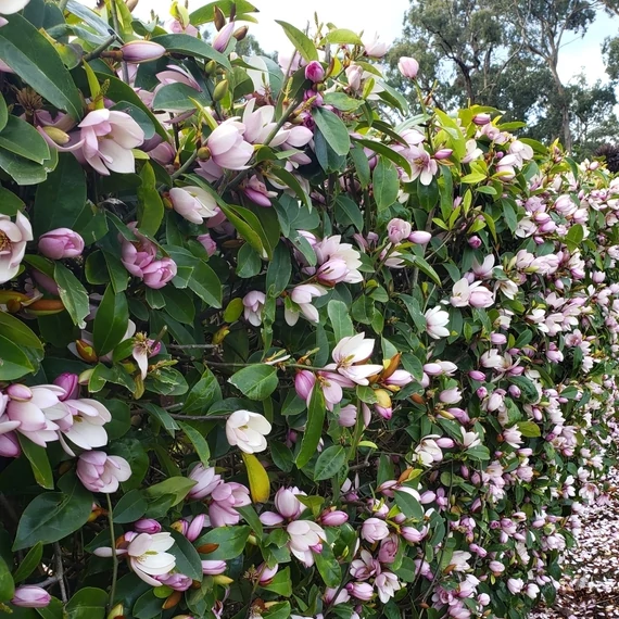 Magnolia 'Fairy Blush' - örökzöld magnólia - CS12