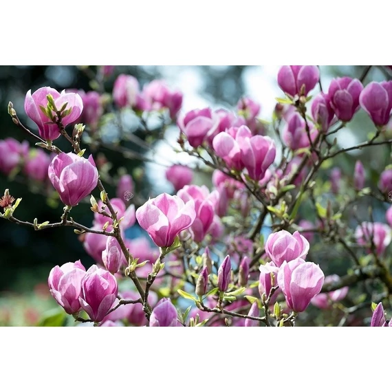 Magnolia 'Galaxy' - magnólia - CS23