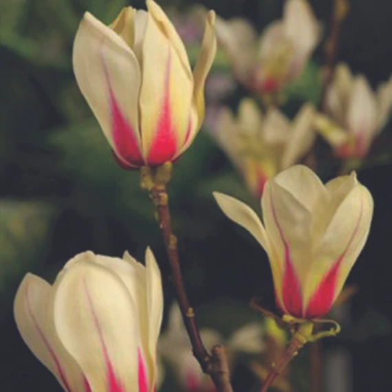 Magnolia concinna 'Sunrise' - magnólia - CS24