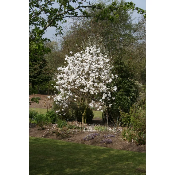 Magnolia 'Stellata' - magnólia - CS21
