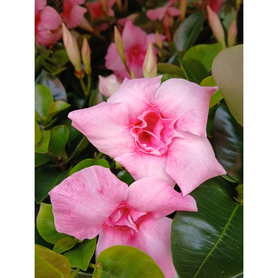 Mandevilla Sundaville 'Double Blush Pink'- telt virágú tölcsérjázmin - CS12