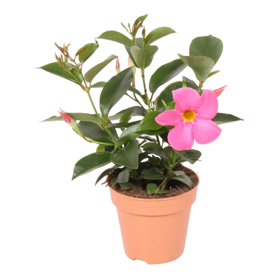 Mandevilla 'Rio Light Pink' - tölcsérjázmin - CS10,5