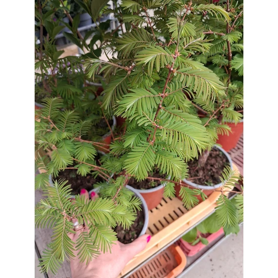 Metasequoia glyptostroboides - kínai mammutfenyő - CS14