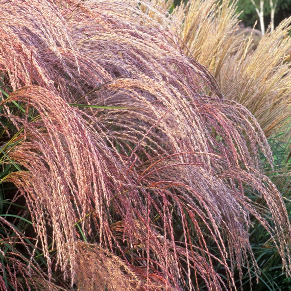 Miscanthus sinensis 'Flamingo' - kínai virágosnád - CS13