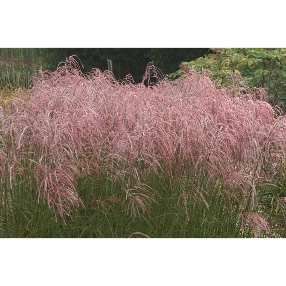Miscanthus sinensis 'Flamingo' - kínai virágosnád - CS13