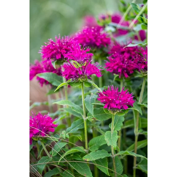 Monarda hybrida 'Grape Gumball' - méhbalzsam - CS11