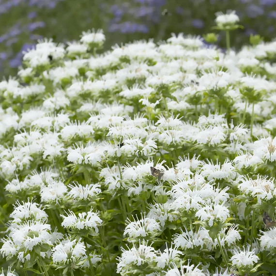 Monarda hybrida 'Schneewittchen' - méhbalzsam - CS11
