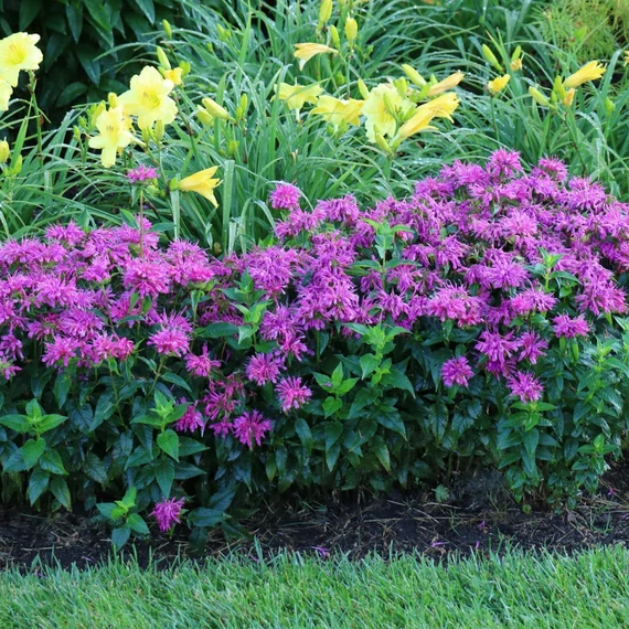 Monarda didyma 'Balmy Lilac' - méhbalzsam - CS11