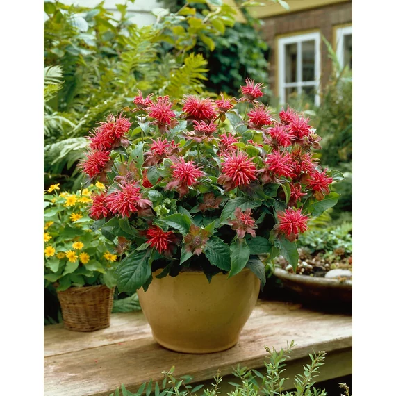 Monarda didyma 'Pink Supreme' - méhbalzsam - CS11