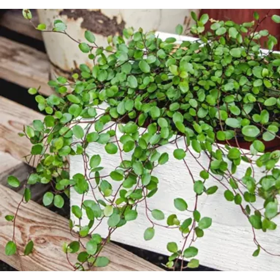 Muehlenbeckia complexa - porccserje, angyalszőlő - CS12