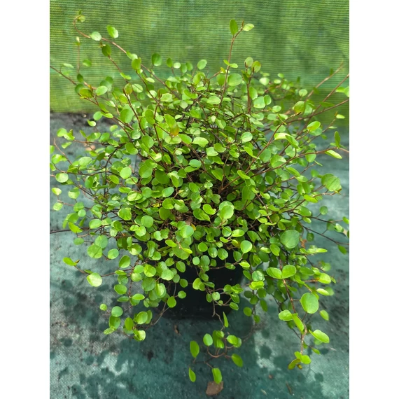 Muehlenbeckia complexa - porccserje, angyalszőlő - CS12