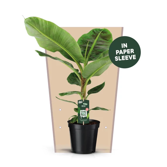 Musa 'Dwarf Cavendish' - törpe banánfa - CS21