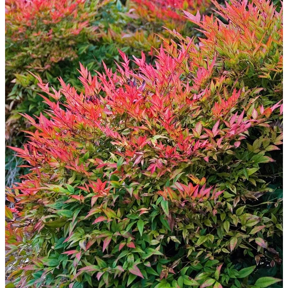 Nandina domestica 'Gulfstream' - japán szentfa - CS17