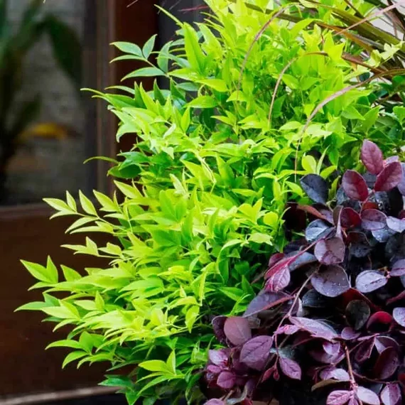 Nandina domestica 'Lemon Lime' - japán szentfa - CS17