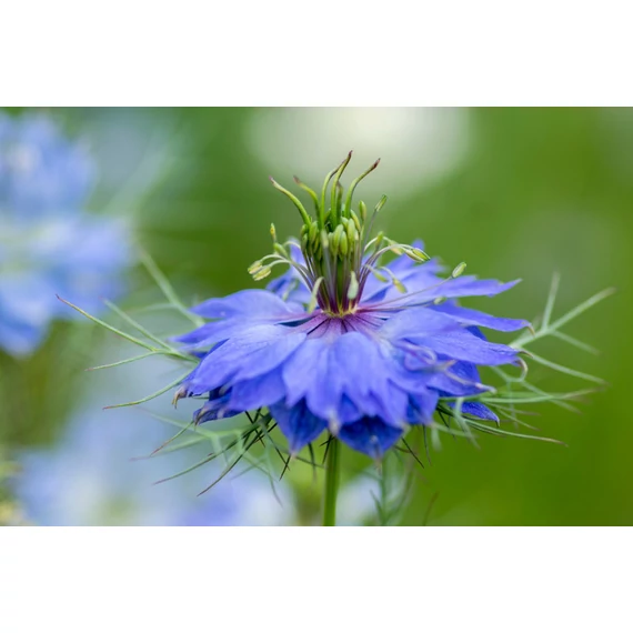 Nigella damascena 'Miss Jekyll Blue' – borzaskata - CS12