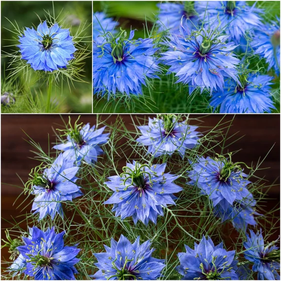 Nigella damascena 'Miss Jekyll Blue' – borzaskata - CS12