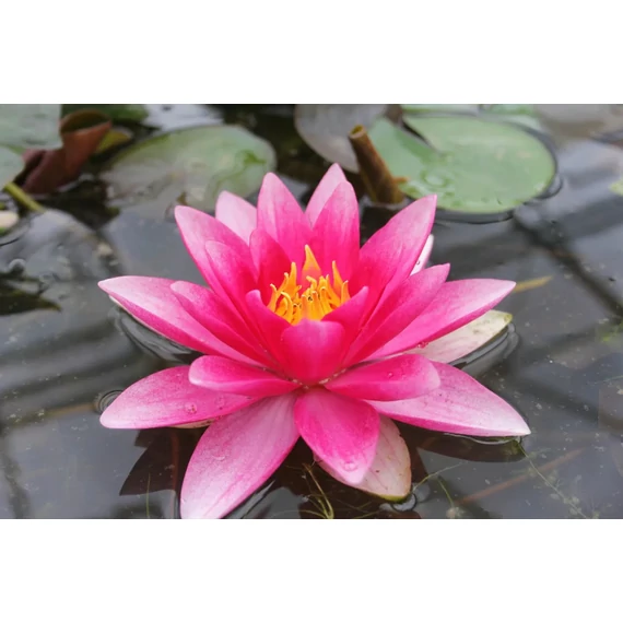 Nymphaea 'Attraction' - tavirózsa