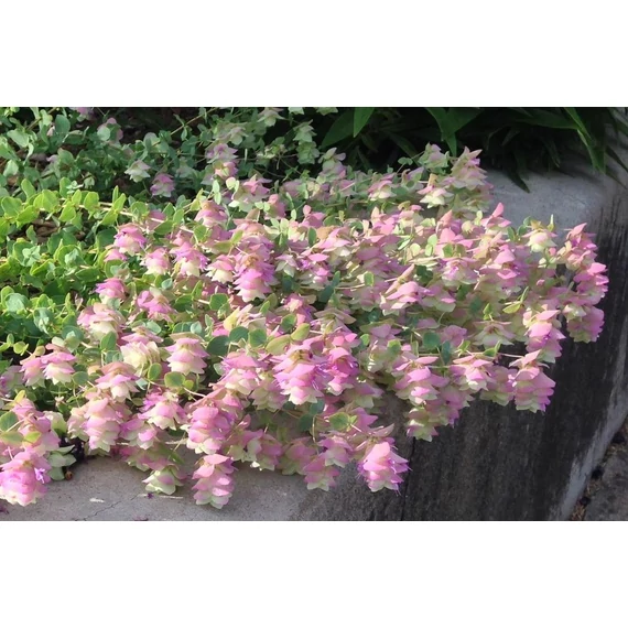 Origanum rotundifolium 'Kent Beauty' - oregánó - CS14