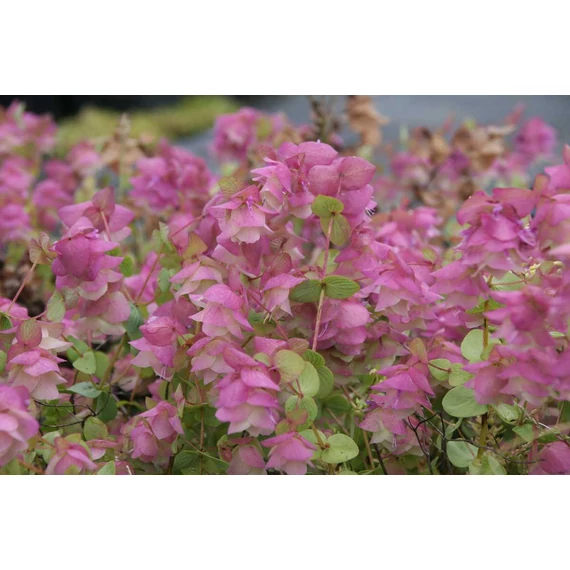 Origanum rotundifolium 'Kent Beauty' - oregánó - CS14