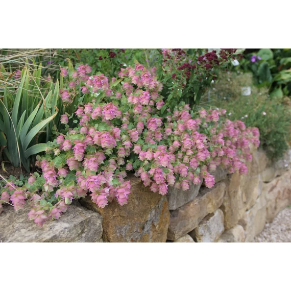 Origanum rotundifolium 'Kent Beauty' - oregánó - CS14