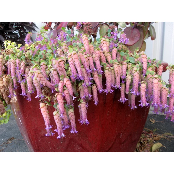 Origanum rotundifolium 'Kent Beauty' - oregánó - CS14