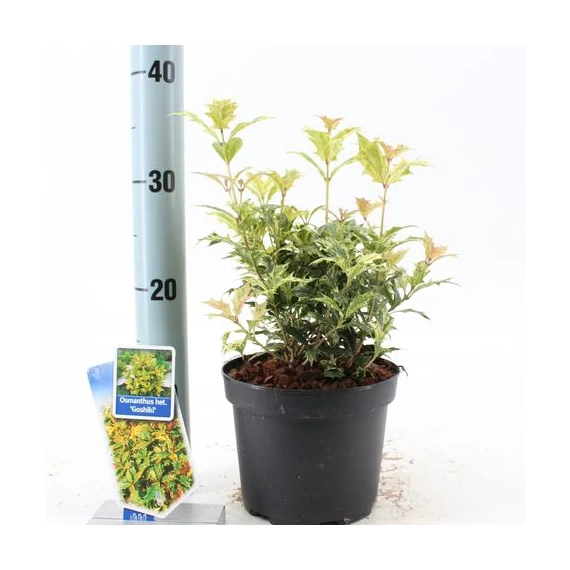 Osmanthus  heterophyllus 'Goshiki' - tarkalevelű illatcserje - CS15