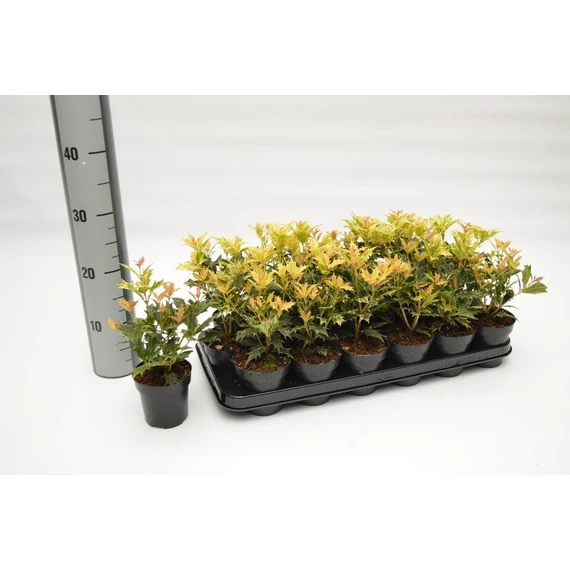 Osmanthus  heterophyllus 'Goshiki' - tarkalevelű illatcserje - CS9