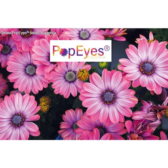 Osteospermum ecklonis 'Pop Eyes Neon-Magenta' - cseppecske virág - CS12