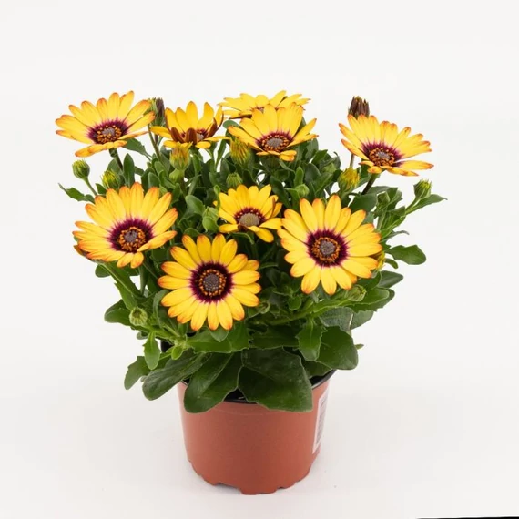 Osteospermum ecklonis 'Cape Daisy Zanzibar Sunlight Purple Ring' - cseppecske virág - CS12