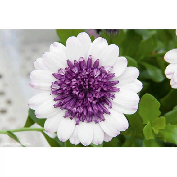 Osteospermum ecklonis 'Daisyree Double Blueberry' - cseppecske virág - CS12