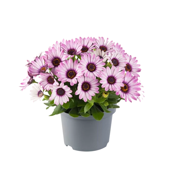 Osteospermum ecklonis 'Dalina Purple Reflection' - cseppecske virág - CS12