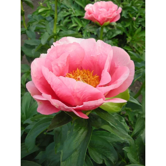 Paeonia lactiflora 'Lovely Rose' - pünkösdirózsa, bazsarózsa - CS14