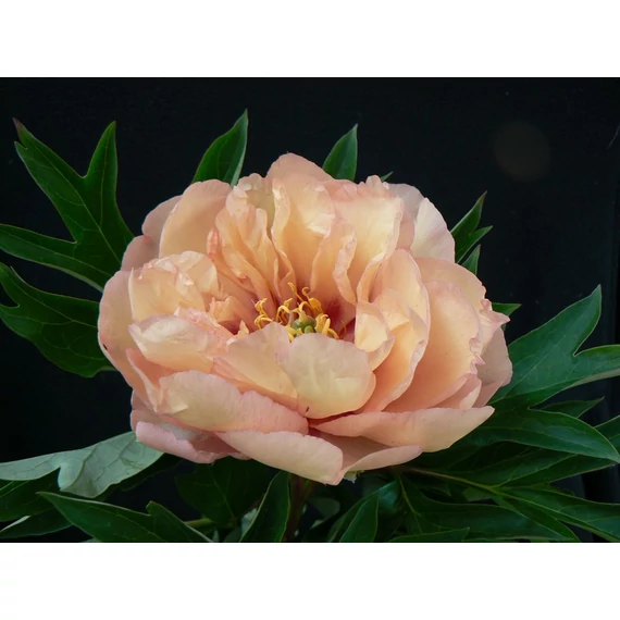 Paeonia itoh 'Canary Brillant' - pünkösdirózsa, bazsarózsa - CS14