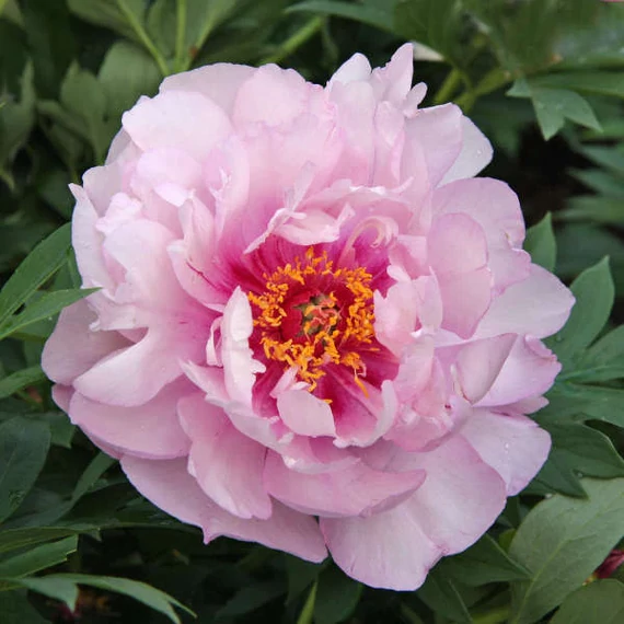 Paeonia itoh 'First Arrival'- pünkösdirózsa, bazsarózsa - CS14