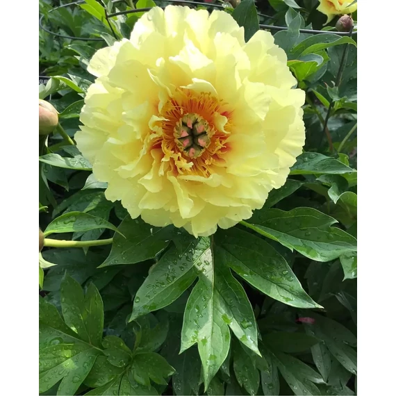 Paeonia itoh 'Garden Treasure'- pünkösdirózsa, bazsarózsa - CS14