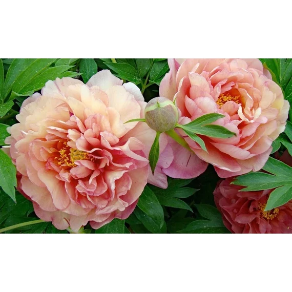 Paeonia itoh 'Scrumdidleumptious' - pünkösdirózsa, bazsarózsa - CS14