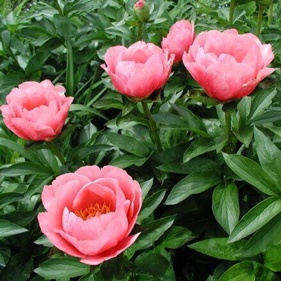 Paeonia lactiflora 'Lovely Rose' - pünkösdirózsa, bazsarózsa - CS14
