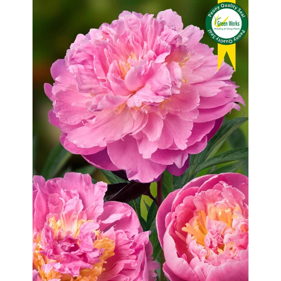 Paeonia lactiflora 'Bella Donna' - pünkösdirózsa, bazsarózsa - CS14