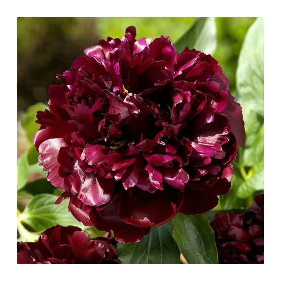 Paeonia lactiflora 'Black Beauty' - pünkösdirózsa, bazsarózsa - CS14