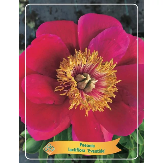 Paeonia lactiflora 'Eventide' - pünkösdirózsa, bazsarózsa - CS11