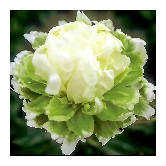 Paeonia lactiflora 'Green Halo' - pünkösdirózsa, bazsarózsa - CS14