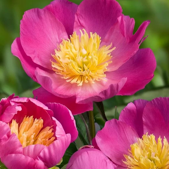 Paeonia lactiflora 'Kiev' - pünkösdirózsa, bazsarózsa - CS14