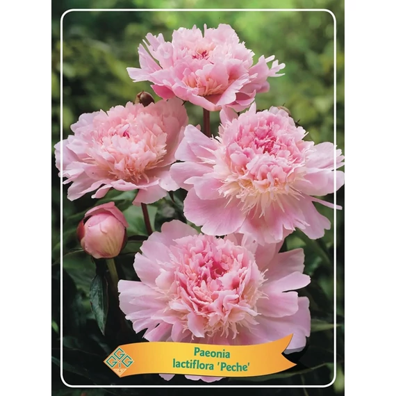 Paeonia lactiflora 'Pecher' - pünkösdirózsa, bazsarózsa - CS11