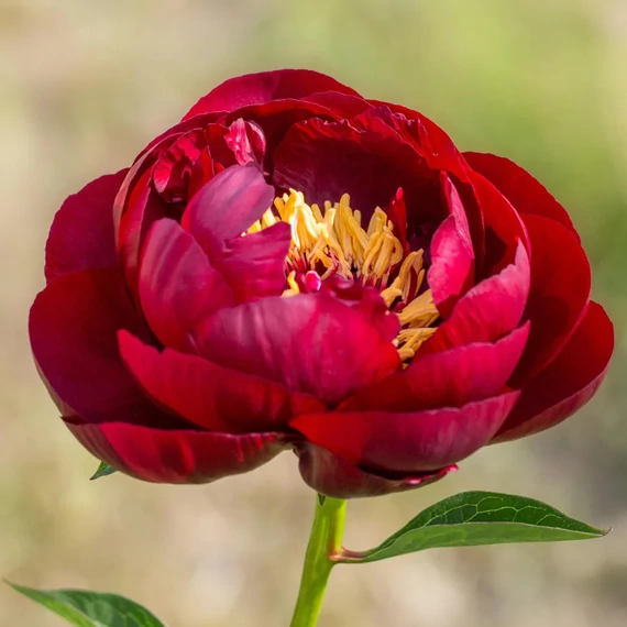 Paeonia lactiflora 'Buckeye Belle' - pünkösdirózsa, bazsarózsa - CS14