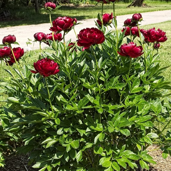 Paeonia lactiflora 'Buckeye Belle' - pünkösdirózsa, bazsarózsa - CS14