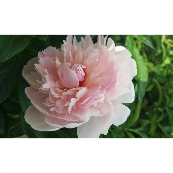 Paeonia lactiflora 'Alertie' - pünkösdirózsa, bazsarózsa - CS11